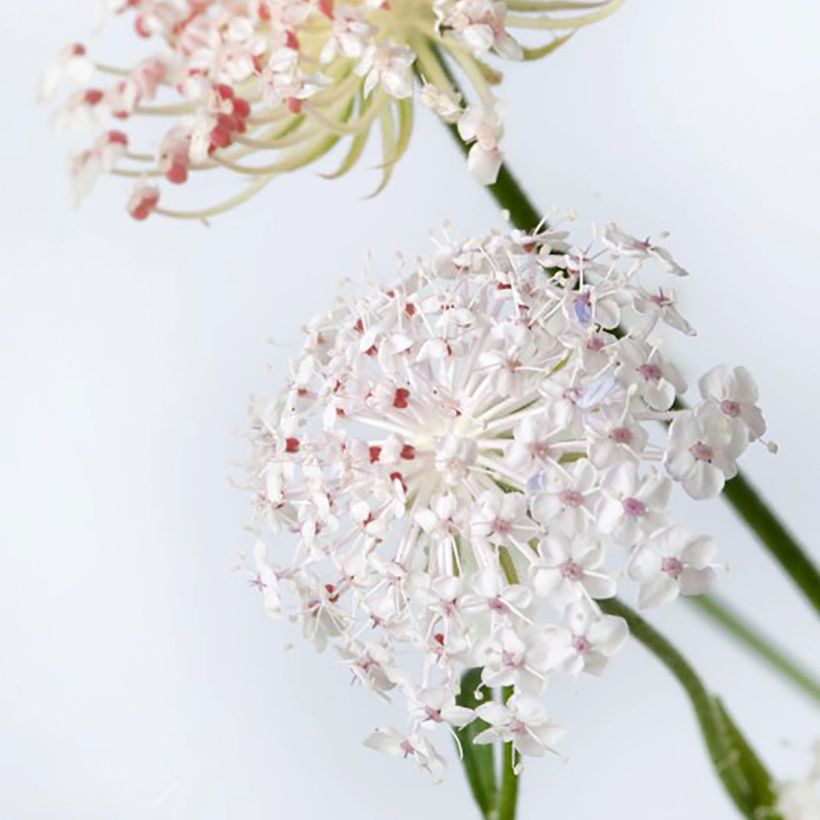 Trachymene coerulea Lace Pink seeds (Flowering)