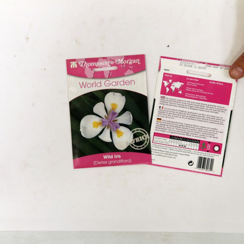 Example of Dietes grandiflora - Fortnight lily per pack of 10 seeds specimen as delivered