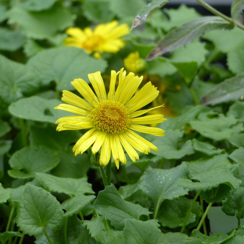 Doronicum Little Leo seeds - Leopard's bane (Flowering)