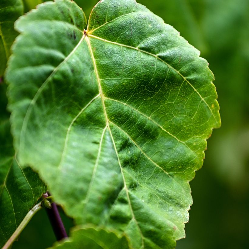 Acer davidii  - Erable du père David, Erable peau de serpent, Erable jaspé (Foliage)
