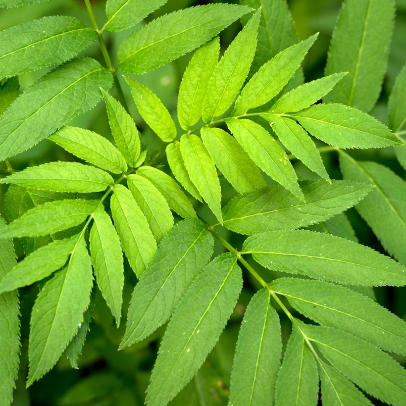 Common ash seeds - Fraxinus excelsior (Foliage)