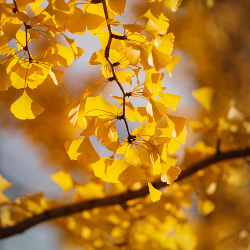 Ginkgo biloba seeds (Foliage)
