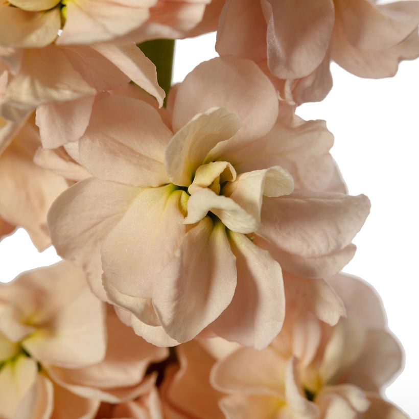 Matthiola incana Milla Salmon - Grande giroflée Milla Salmon, Giroflée des jardins, Giroflée des fleuristes, Giroflée quarantaine (Flowering)