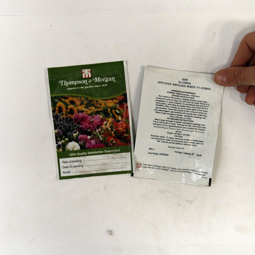 Example of Gloxinia Brocade Double Mixed seeds per pack of 30 seeds specimen as delivered