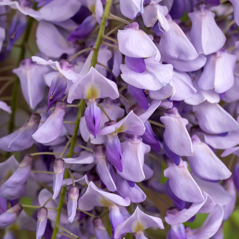 Wisteria sinensis seeds - Chinese wisteria (Flowering)