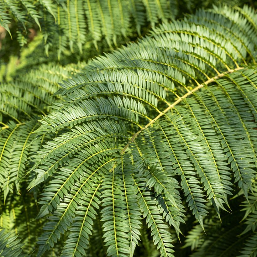 Jacaranda mimosifolia seeds (Foliage)