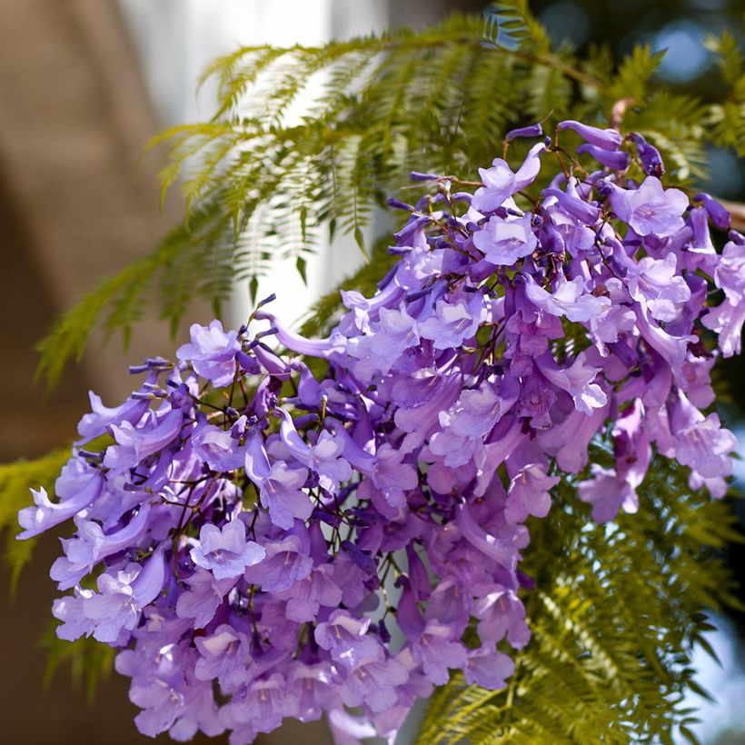 Jacaranda mimosifolia seeds (Flowering)
