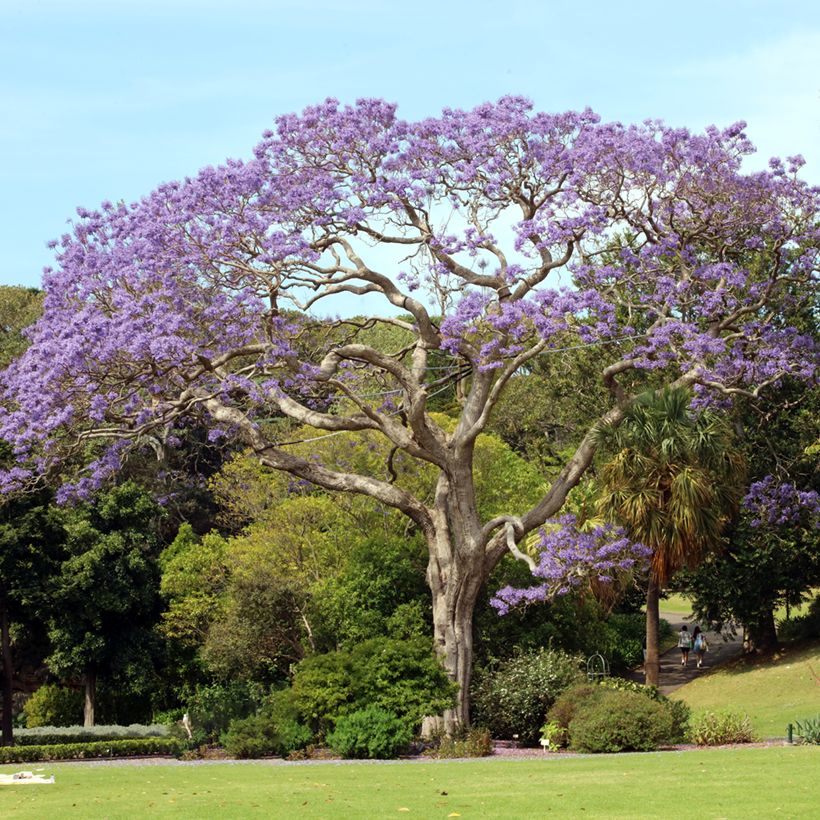 Jacaranda mimosifolia seeds (Plant habit)