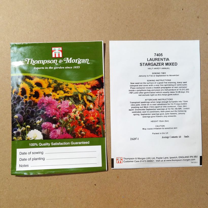 Example of Laurentia Stargazer Mixed Seeds - Solenopsis axillaris per pack of 60 seeds specimen as delivered