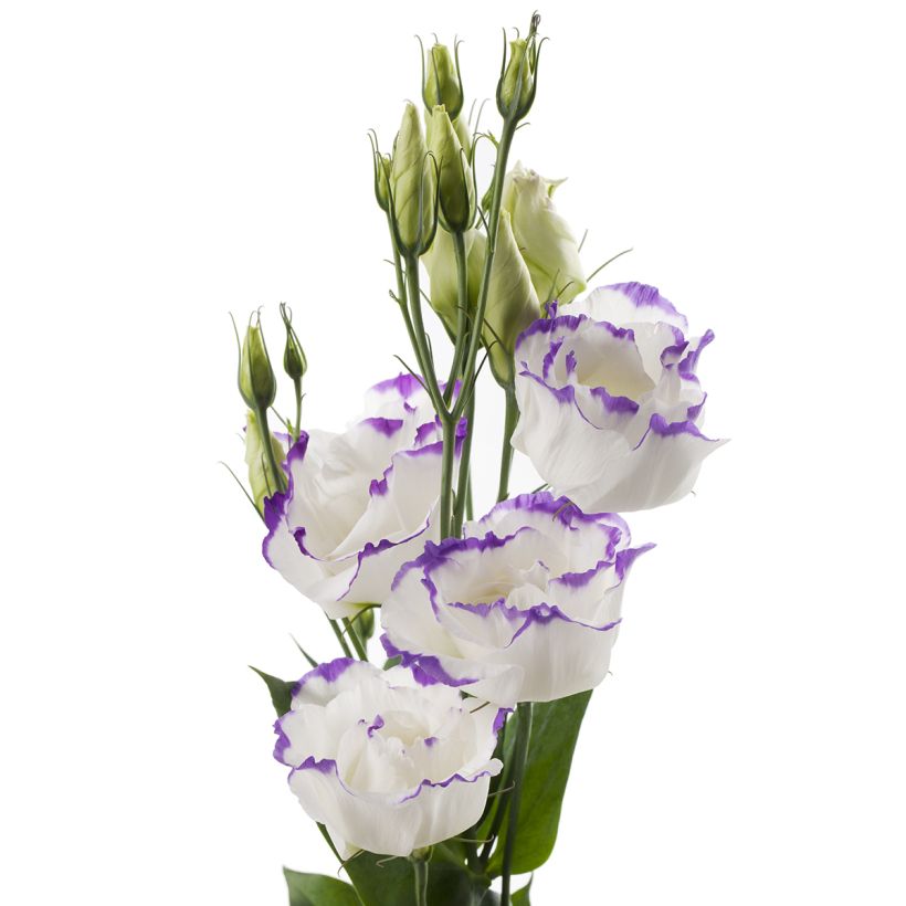 Lisianthus Cessna Blue Picotee coated seeds - Eustoma russelianu (Flowering)