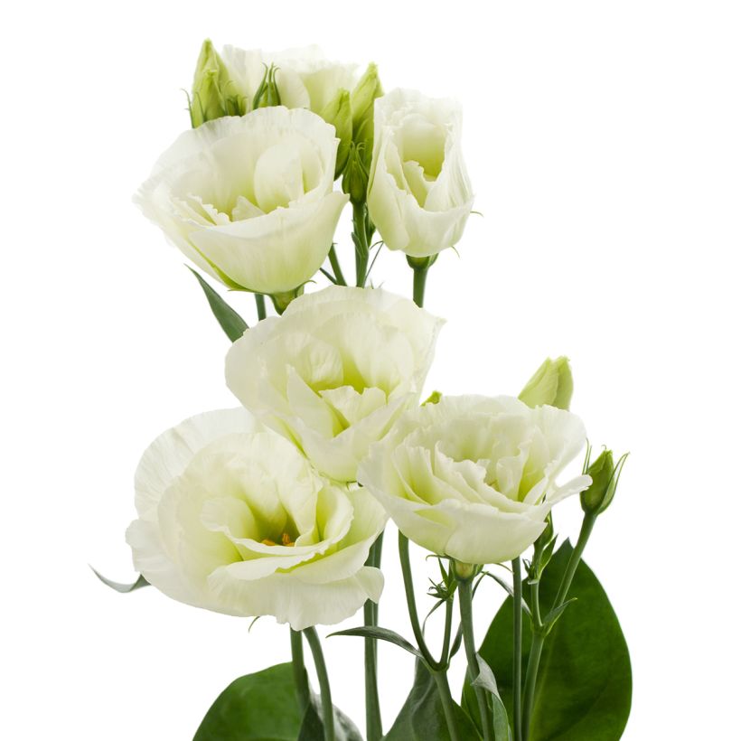 Lisianthus Cessna Green coated seeds - Eustoma russelianu (Flowering)
