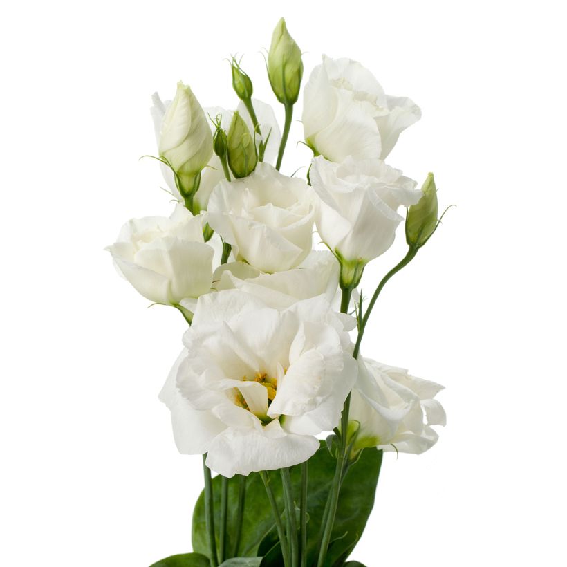 Lisianthus Cessna Pure White coated seeds - Eustoma russelianu (Flowering)