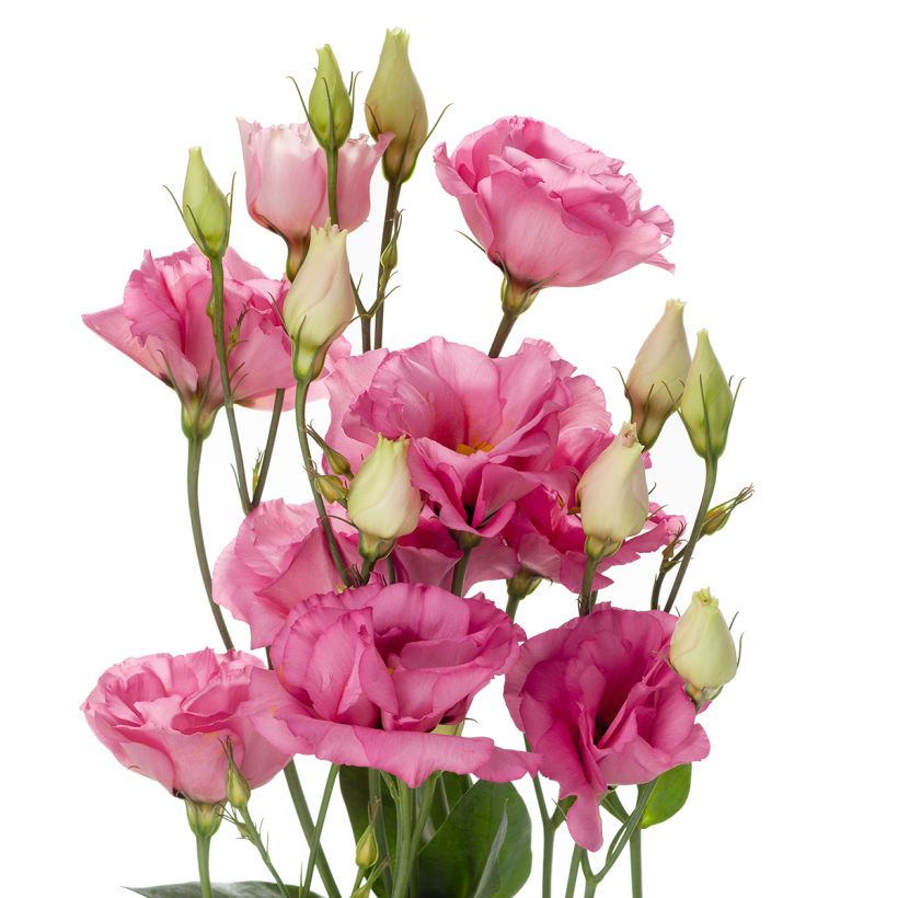 Lisianthus Cessna Rose coated seeds - Eustoma russelianu (Flowering)