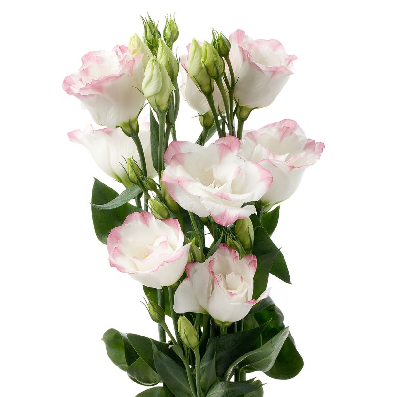 Lisianthus Cessna Rose Picotee III coated seeds - Eustoma russelianu (Flowering)