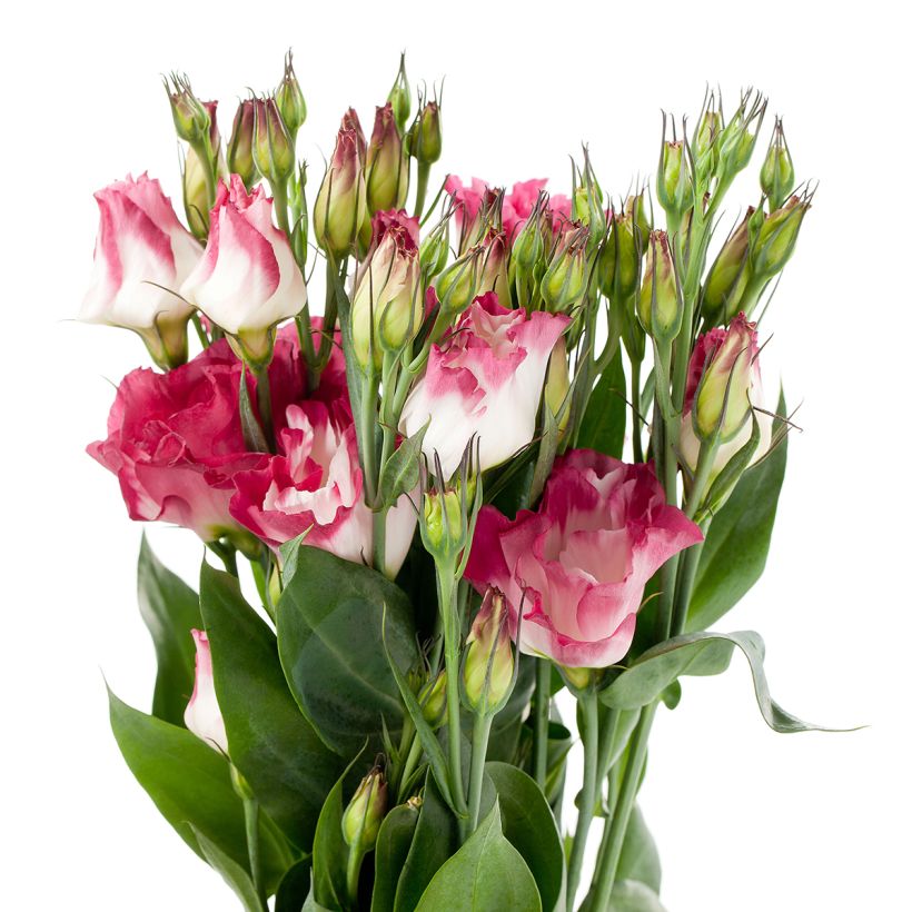 Lisianthus Cessna Vogue IV coated seeds - Eustoma russelianu (Flowering)