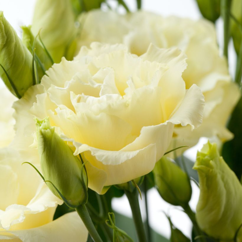 Lisianthus Cessna Yellow III coated seeds - Eustoma russelianu (Flowering)