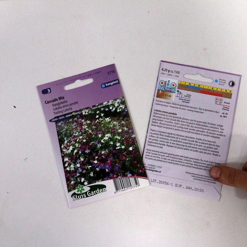 Example of Lobelia erinus Cascade - Trailing Lobelia per pack of 5100 seeds (0,2g) specimen as delivered