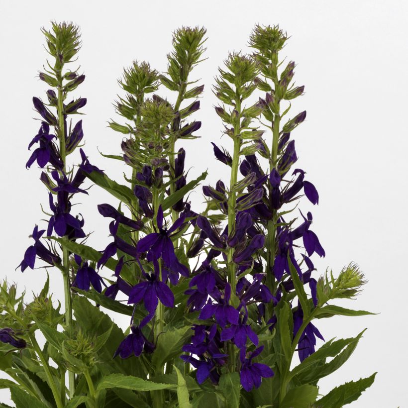 Lobelia speciosa Starship Blue seeds (Flowering)