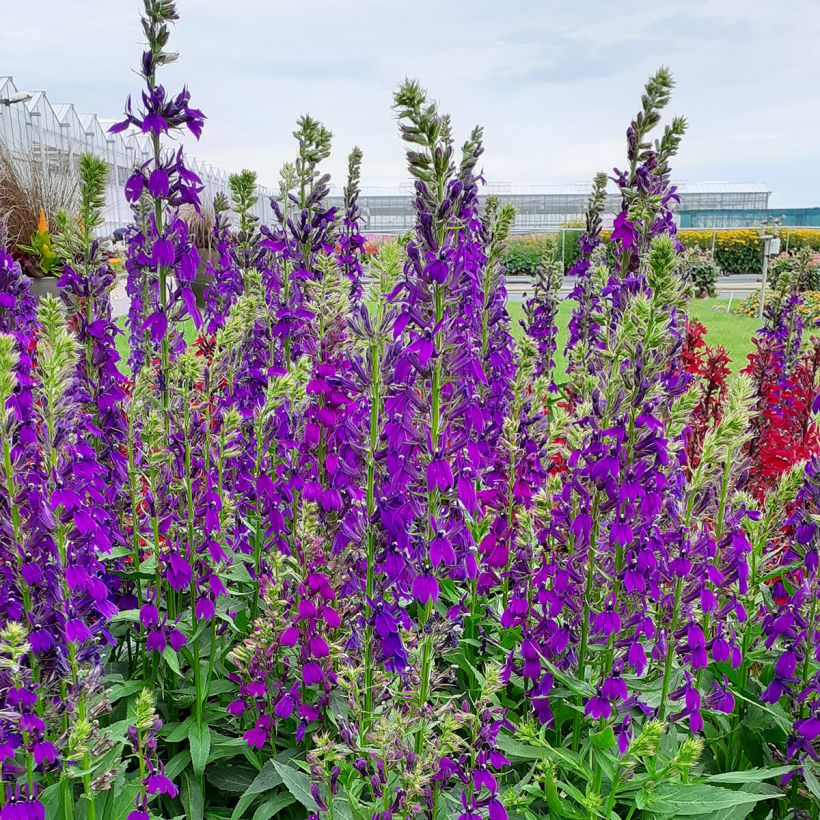Lobelia speciosa Starship Blue seeds (Plant habit)