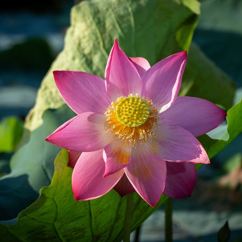 Nelumbo nucifera seeds - Sacred lotus (Flowering)