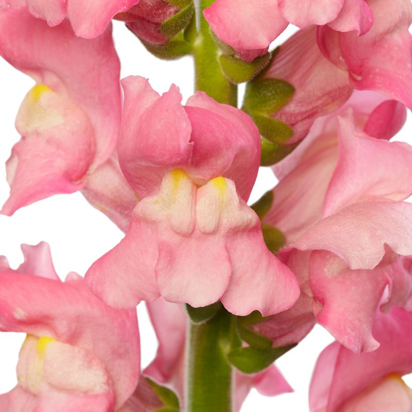 Antirrhinum majus Cherry Rose F1 seeds - Snapdragon (Flowering)