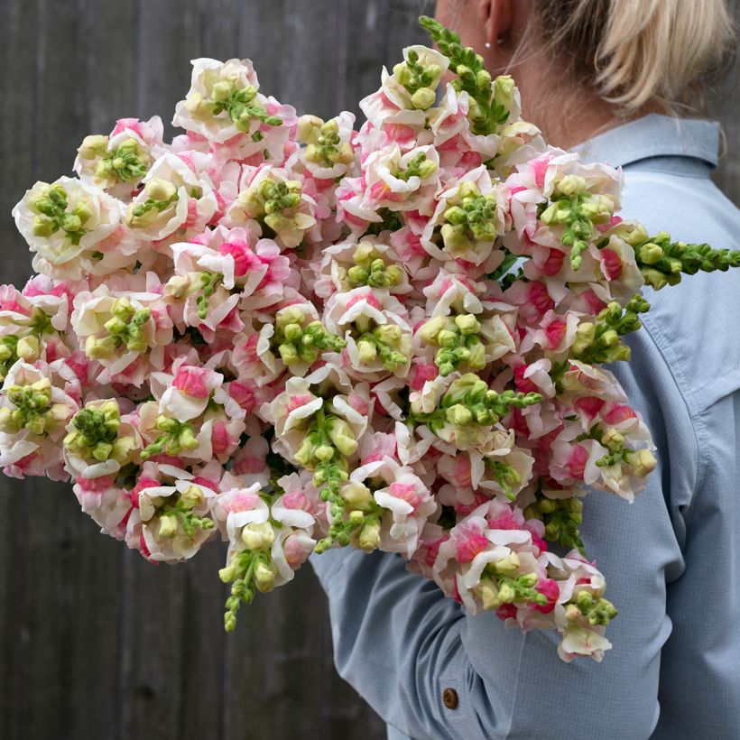Snapdragon F1 Appleblossom seeds - Antirrhinum majus (Flowering)