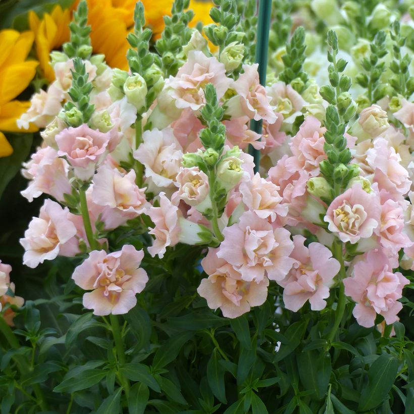 Snapdragon Snapstar Champagne seeds - Antirrhinum majus  (Flowering)