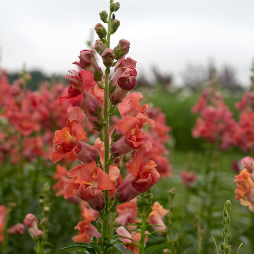 Snapdragon Madame Butterfly F1 Bronze seeds - Antirrhinum x maju (Flowering)