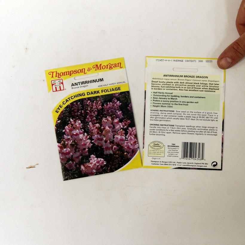Example of Antirrhinum majus Bronze Dragon - Dwarf Snapdragon seeds per pack of 100 seeds specimen as delivered