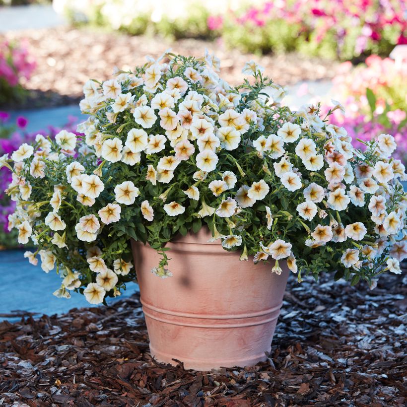 Petunia Ingrid F1 coated seeds (Plant habit)