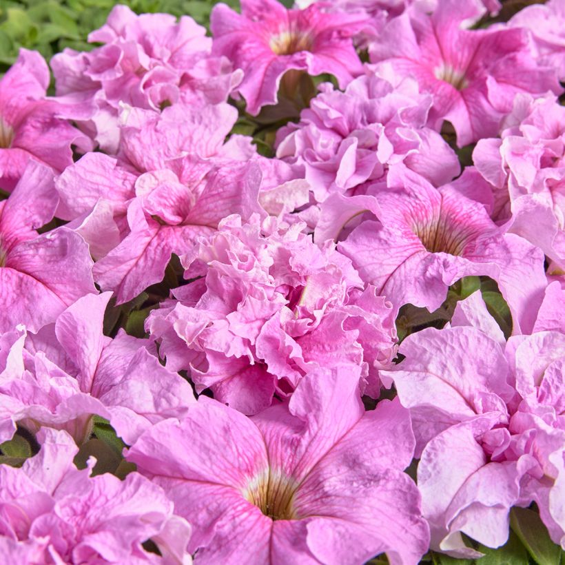 Petunia Peace (1947) coated seeds (Flowering)