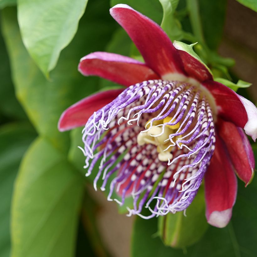 Passiflora quadrangularis seeds - Giant granadilla (Flowering)