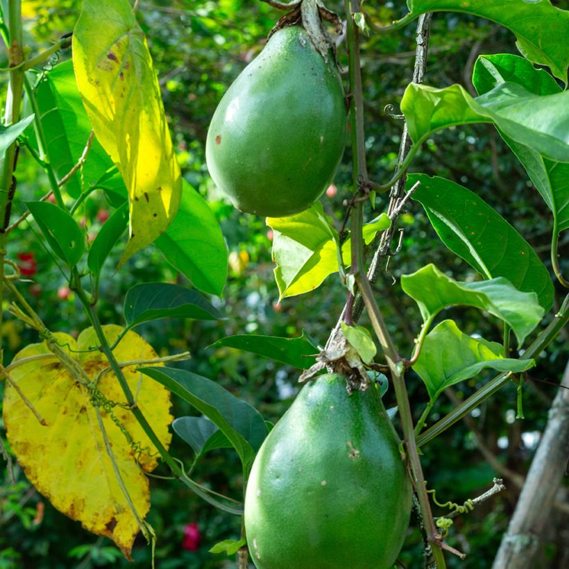 Passiflora quadrangularis seeds - Giant granadilla (Harvest)