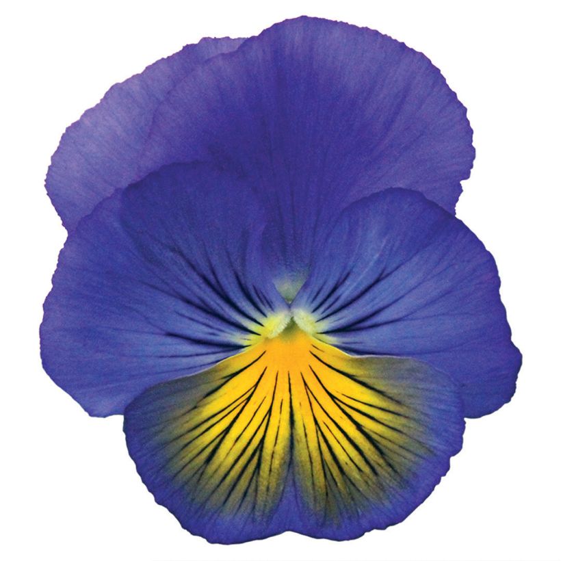 Viola x wittrockiana Cats® Plus Blue & Yellow - Pansy (Flowering)