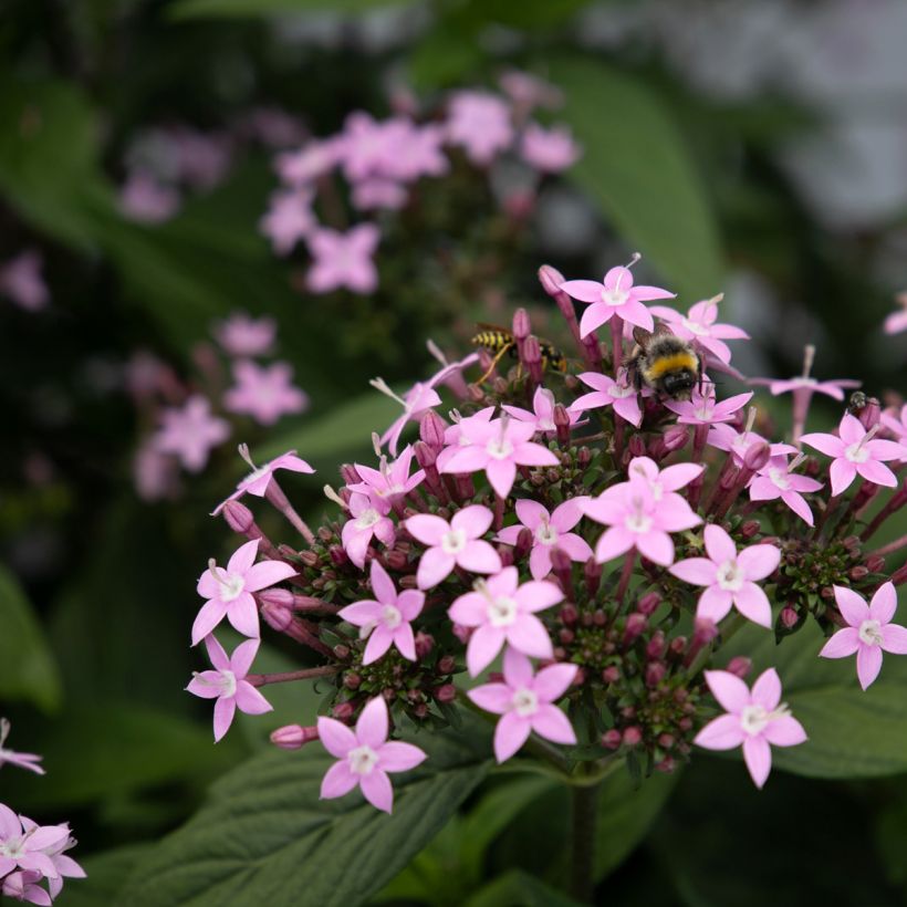 Pentas lanceolata Northern Lights Lavender seeds - Egyptian star (Flowering)