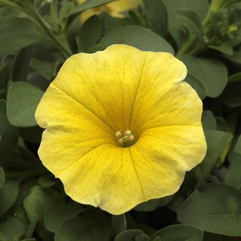 Petchoa hybrida Caliburst Yellow seeds (Flowering)