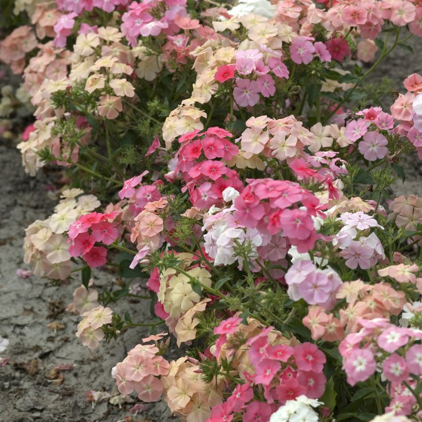 Phlox drummondii Beauty Coral Reef seeds - Drummond's phlox (Plant habit)