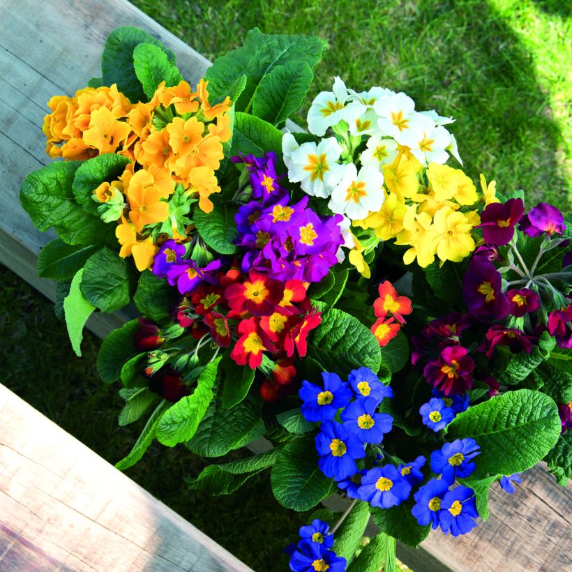 Primula Crescendo Mix seeds - Oxlip (Flowering)