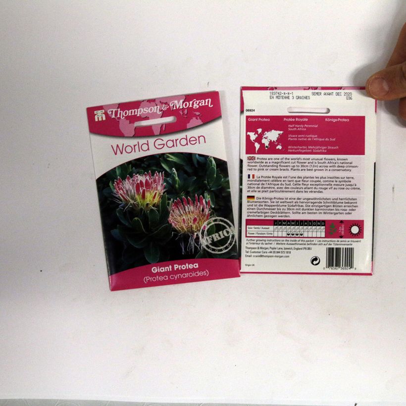 Example of Protea cynaroides - Royal Protea per pack of 0.05 seeds specimen as delivered
