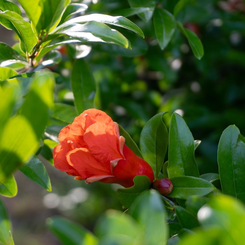 Punica granatum - Pomegranate Seeds (Flowering)