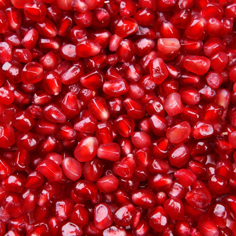Punica granatum - Pomegranate Seeds (Harvest)