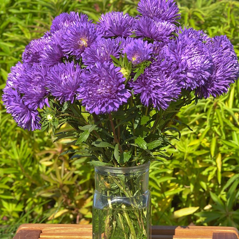 Callistephus chinensis King Size Mid-Blue seeds - China aster (Flowering)