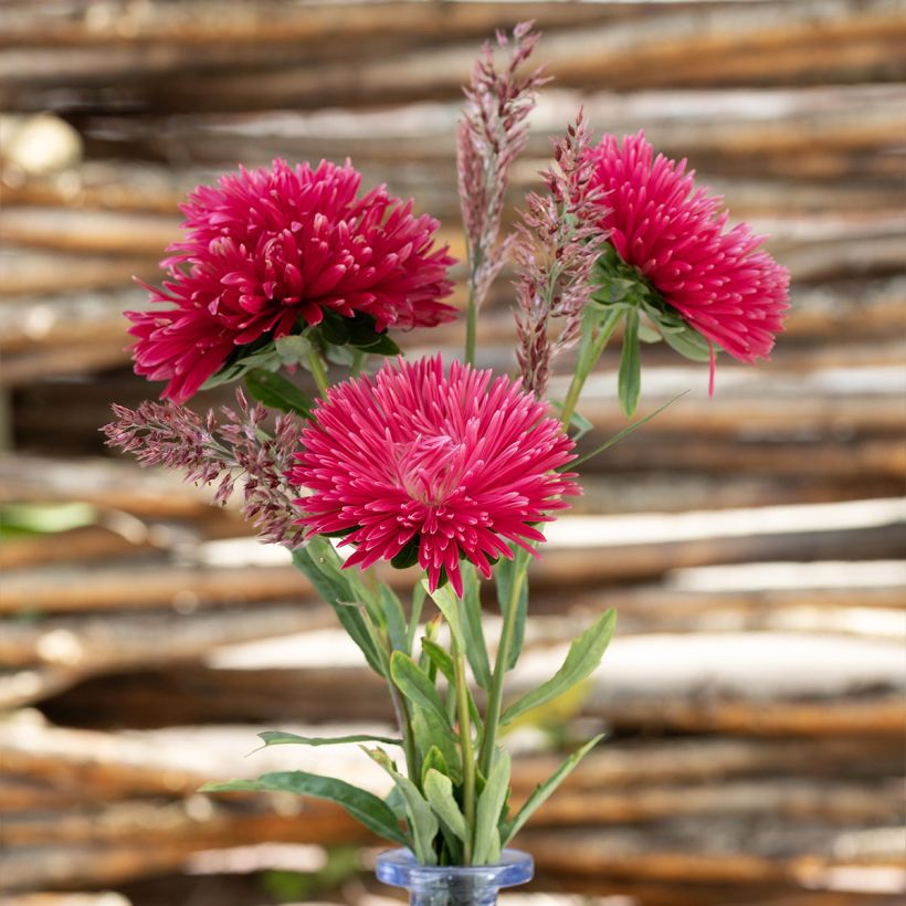 Callistephus chinensis King Size Red - Aster de Chine King Size Red (Flowering)