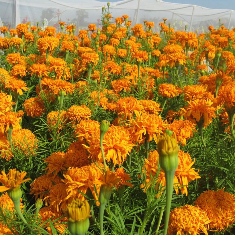 African Marigold Fantastic Orange seeds - Tagetes erecta (Flowering)