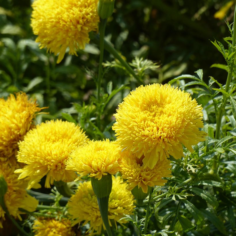 African Marigold Fantastic Yellow seeds - Tagetes erecta (Flowering)