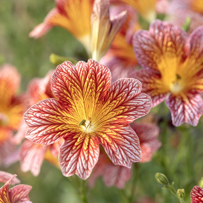Salpiglossis sinuata Tora Red seeds - Painted Tongue (Flowering)