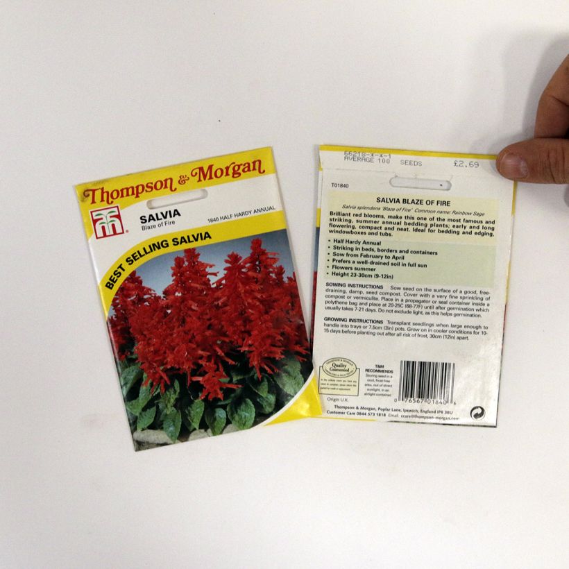 Example of Salvia splendens Blaze of Fire Seeds- Scarlet Sage per pack of 100 seeds (0,4g) specimen as delivered