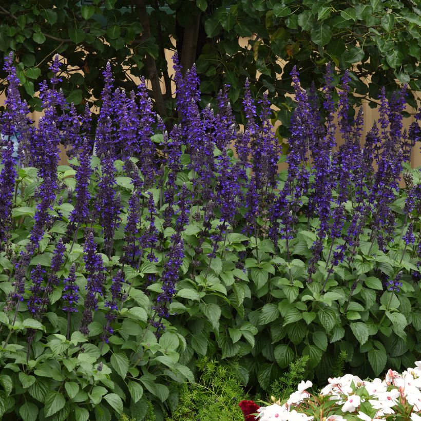 Salvia Big Blue seeds - Hybrid sage (Plant habit)