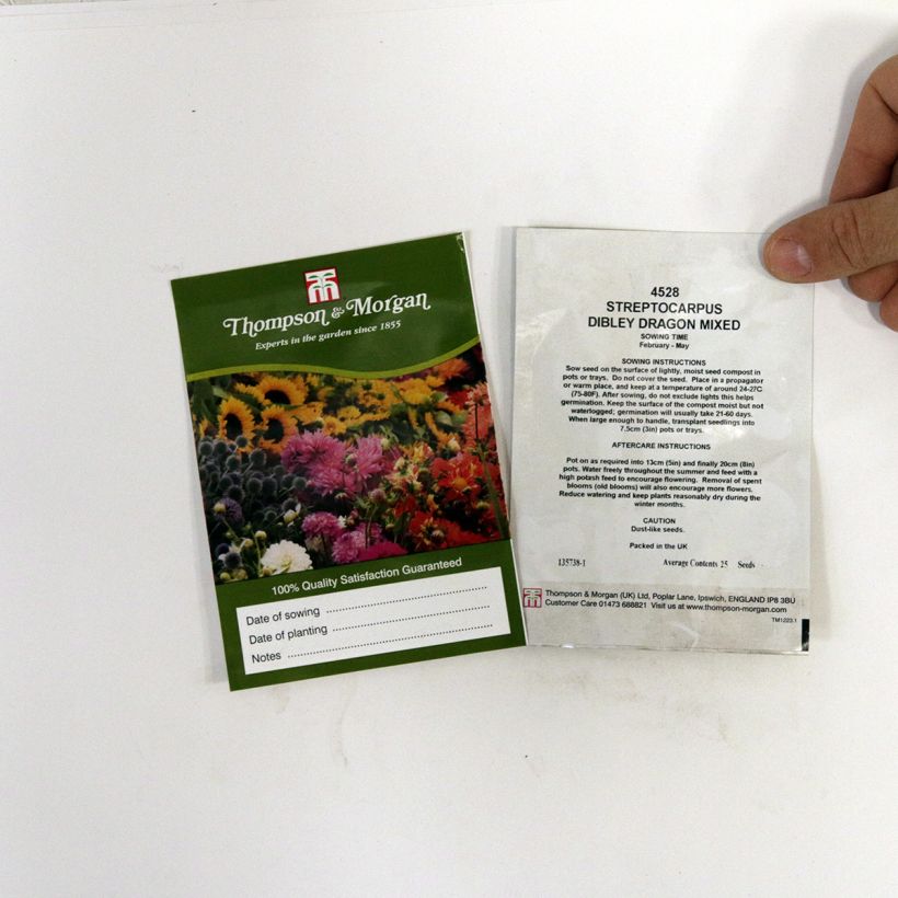 Example of Streptocarpus Dibleys Dragons (Mixed) per pack of 20 seeds specimen as delivered
