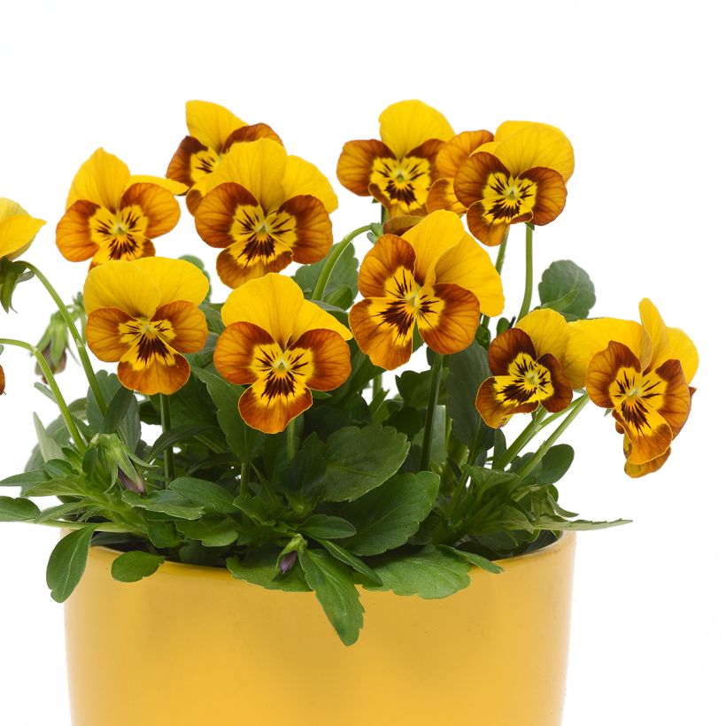 Viola Sorbet Honeybee seeds - Viola cornuta (Plant habit)